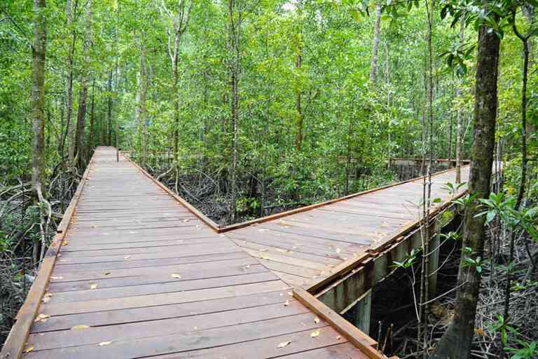 Discover Panikel Ecotourism: Where Nature Meets Sustainable Farming